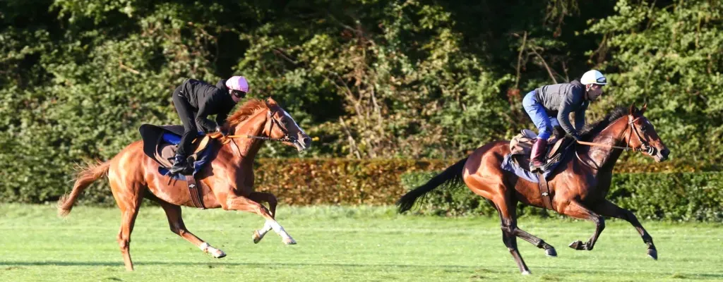 Chevaux de course à l'entraînement — racing management